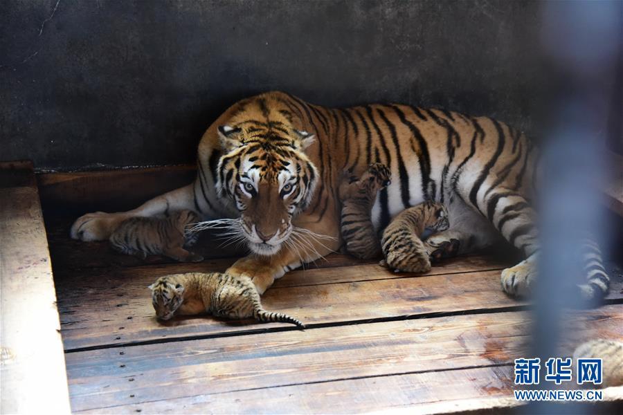 黑龙江海林一雌性东北虎再生五胞胎宝宝