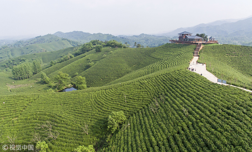 信阳浉河港茶山图片