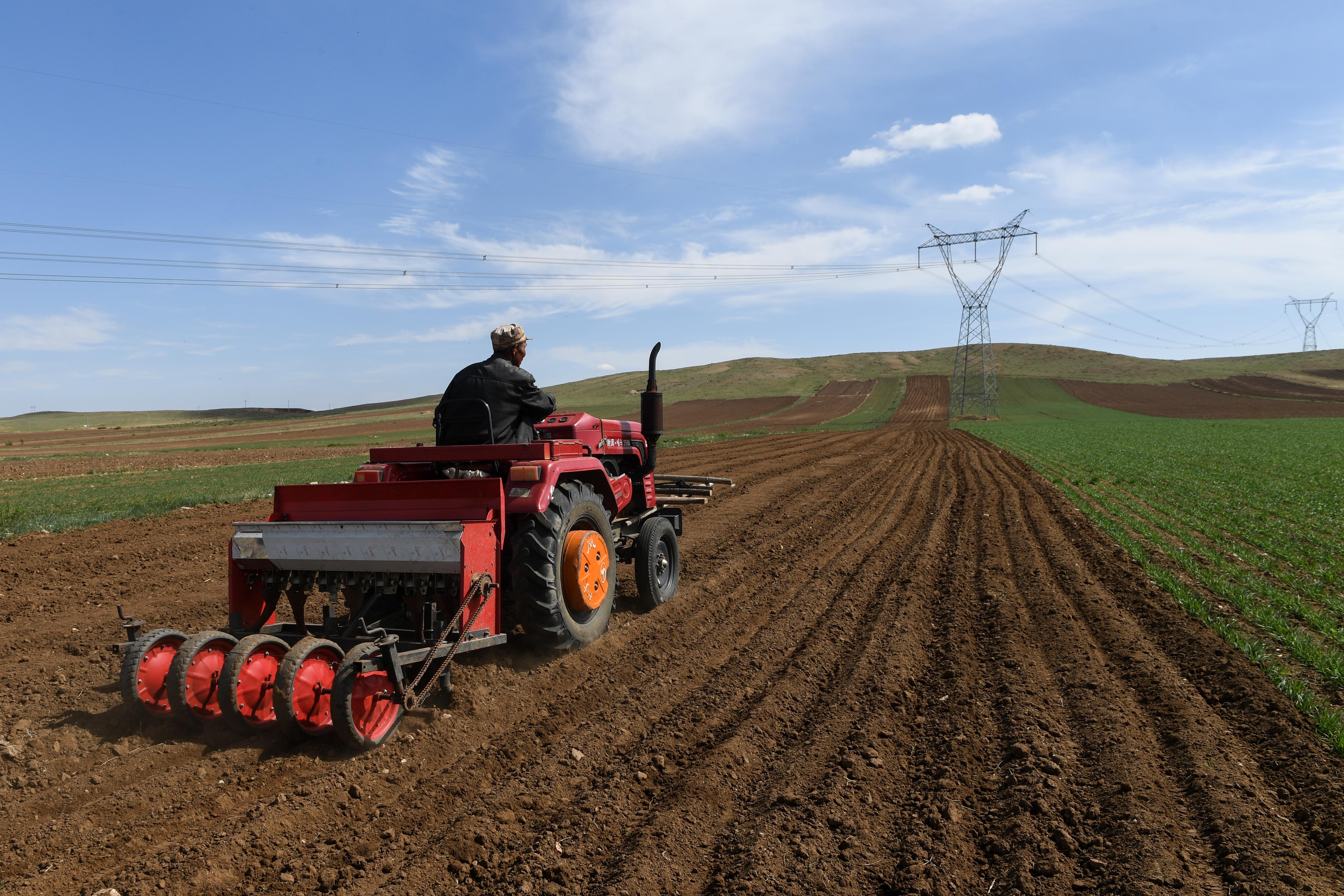 5月18日,化德县新社村的村民种植"订单燕麦".