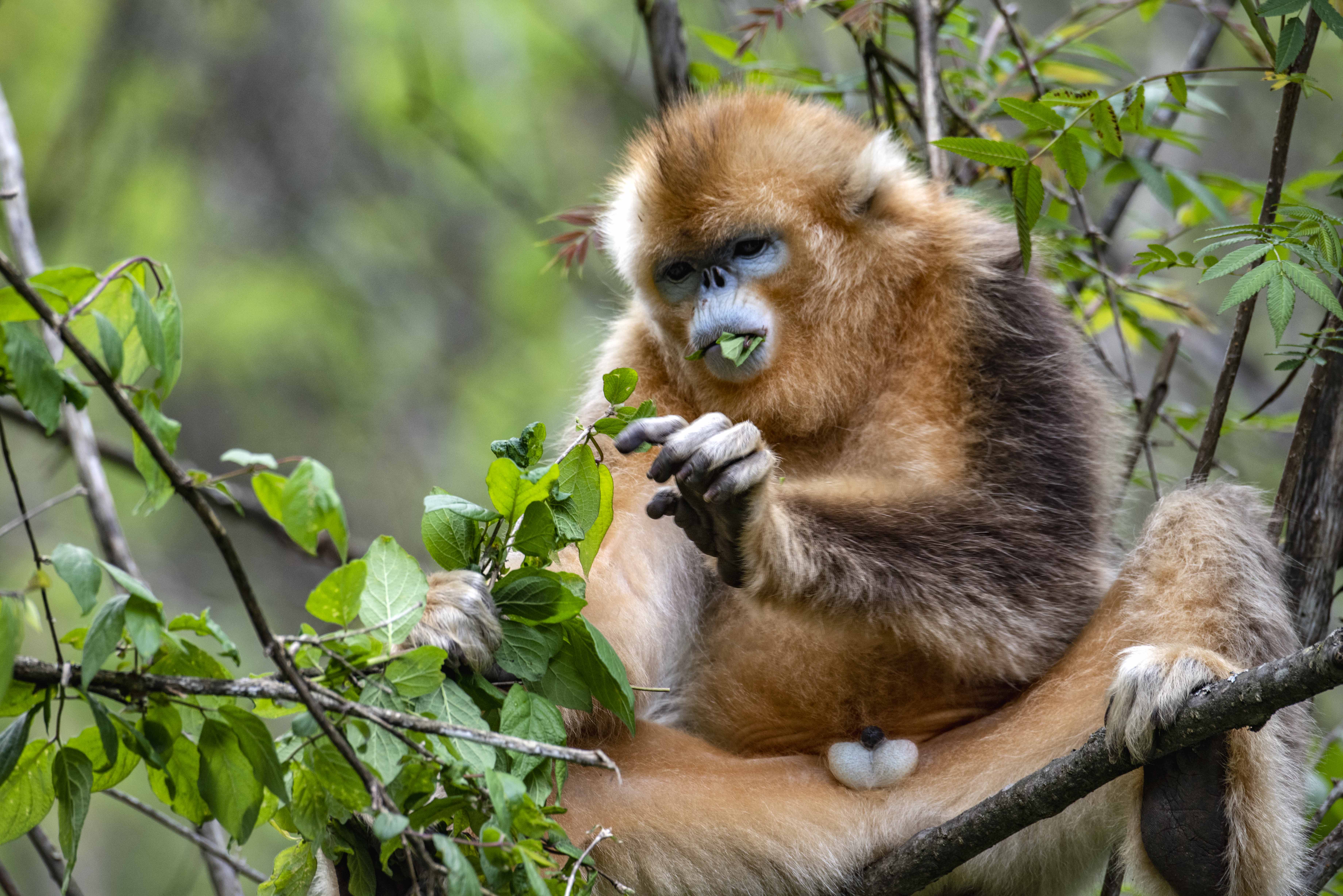 湖北神农架的金丝猴