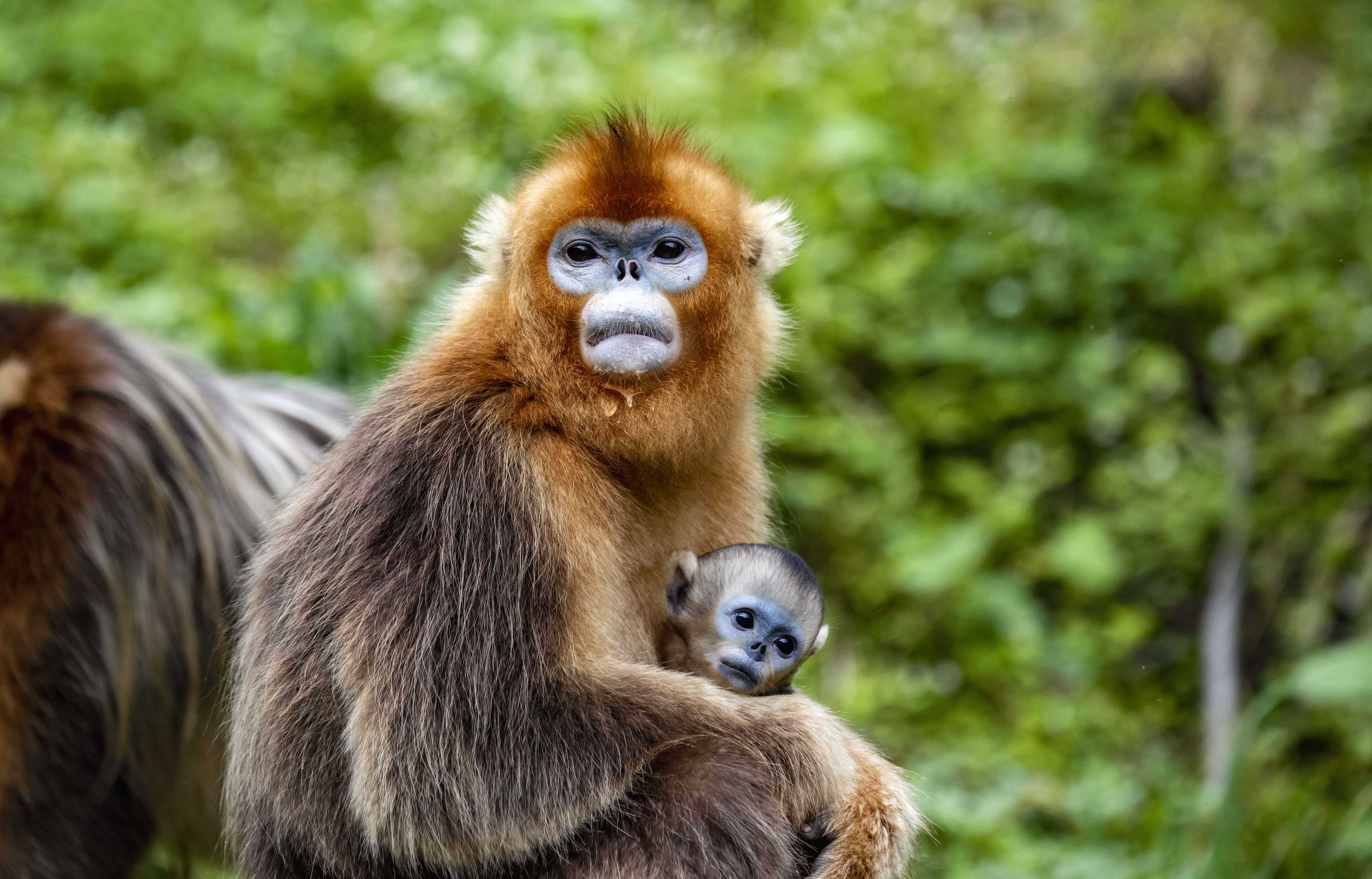 湖北神农架的金丝猴
