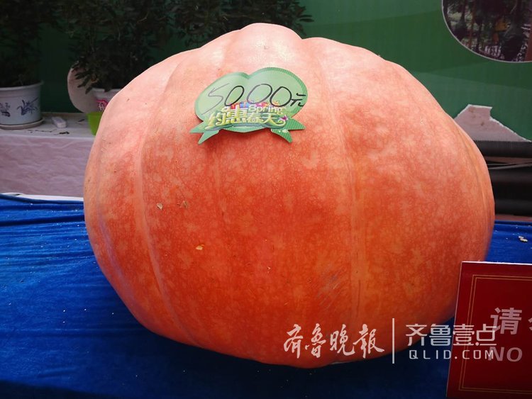 寿光菜博会现超级大南瓜售价5000元