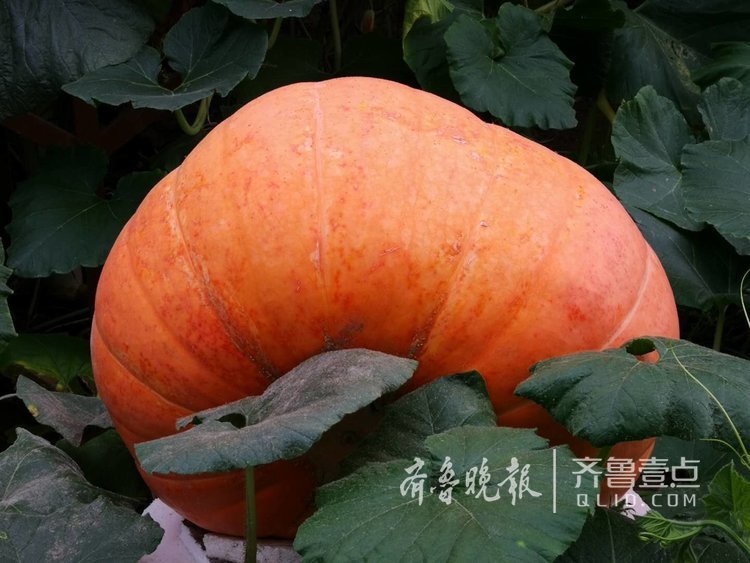 于拓 摄于寿光蔬菜博览会潍坊新闻山东省潍坊市阅读量:72.6w