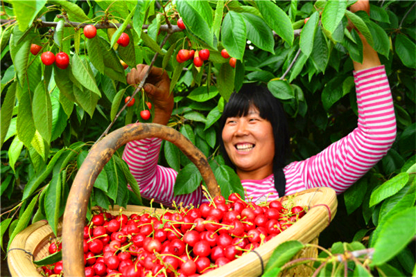 崂山北宅樱桃节本周五开幕