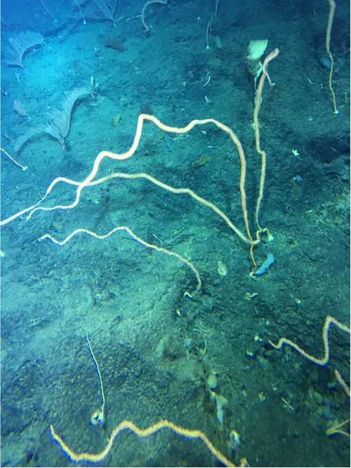 八旬院士三探南海1400米水深感觉像爱丽丝漫游仙境