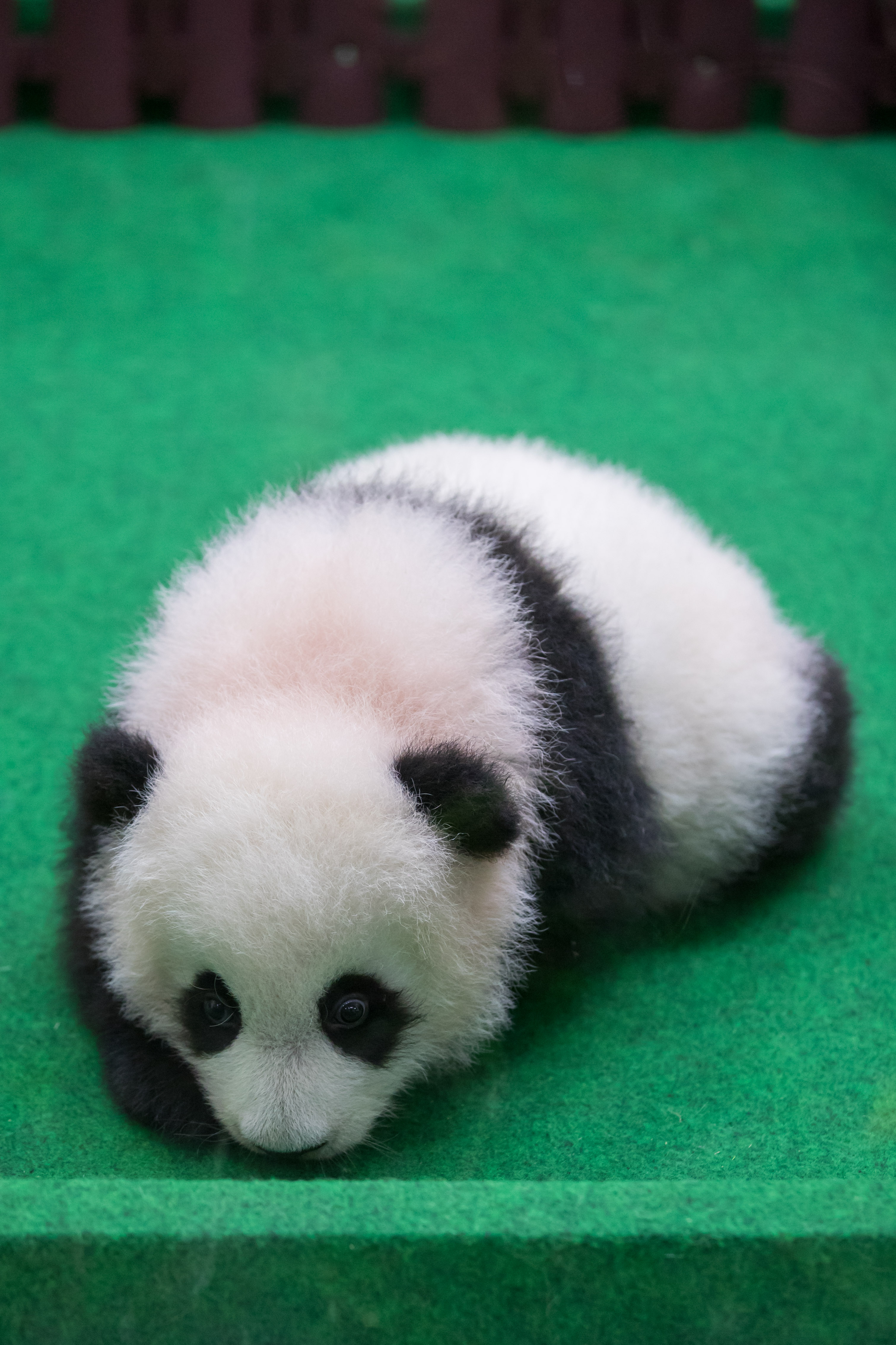 马来西亚出生的第二只大熊猫宝宝首次公开亮相