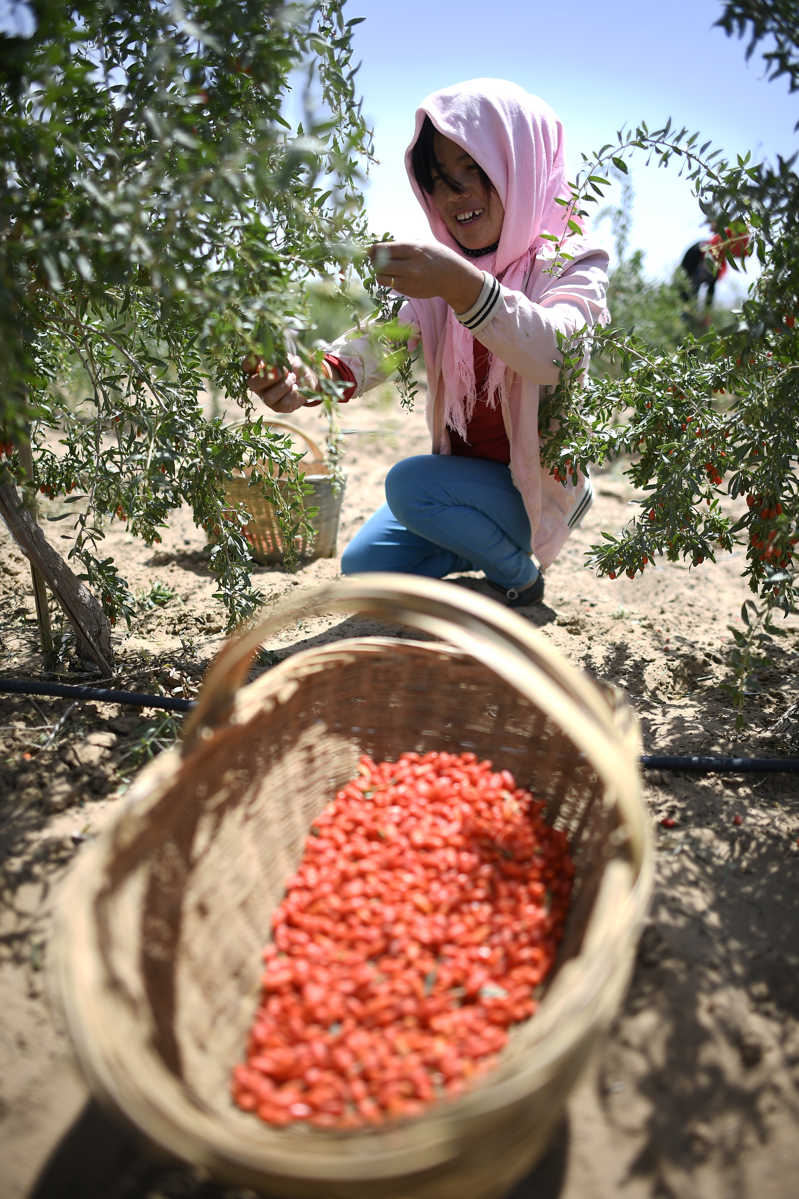 宁夏:头茬枸杞采摘忙