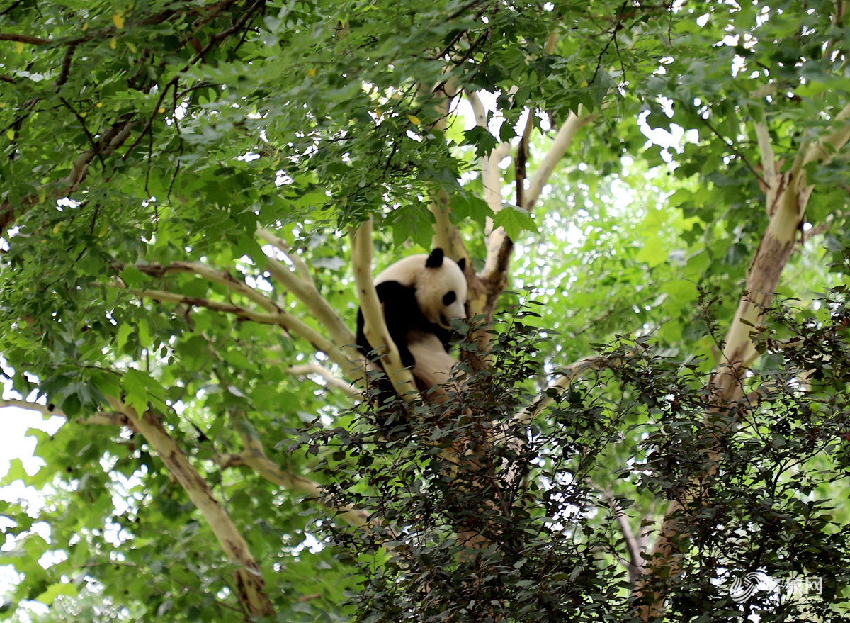 济南动物园迎来众多游客 熊猫"雅吉"表演爬树绝技