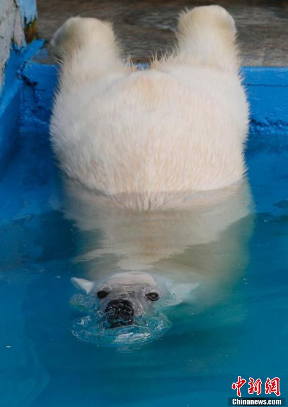 俄罗斯呆萌北极熊游泳消暑 花式玩球超惬意