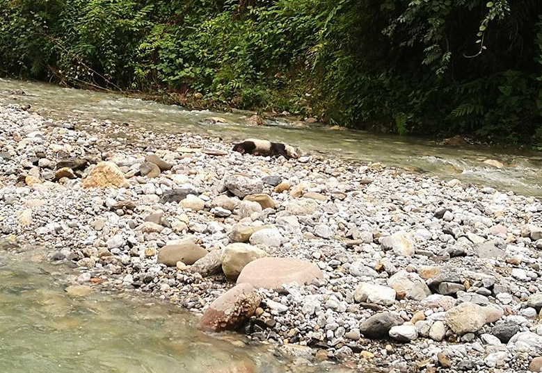 难过成都黑水河保护区遭暴雨野生大熊猫幼仔溺亡