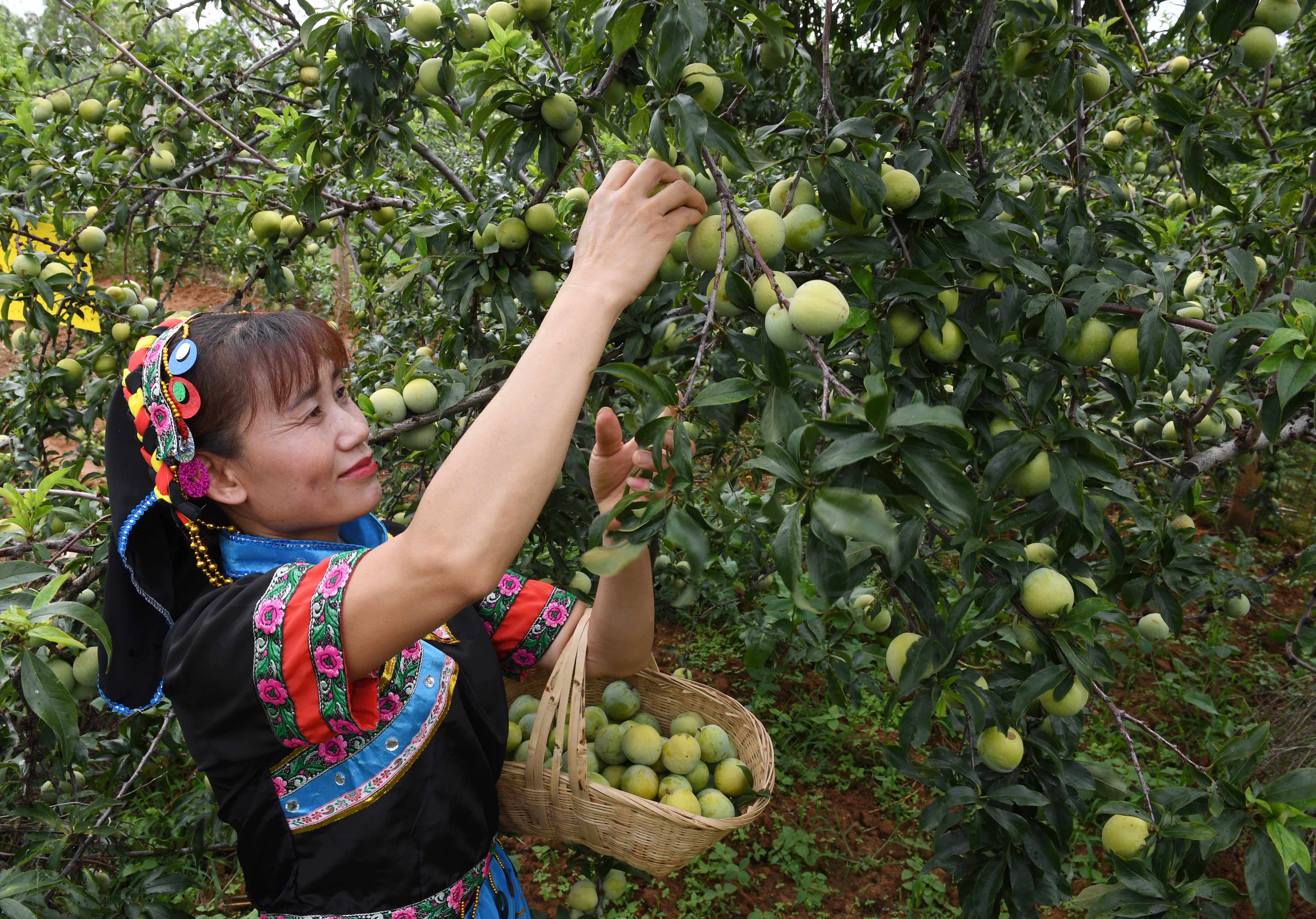 云南元谋:桃李丰产 农民增收