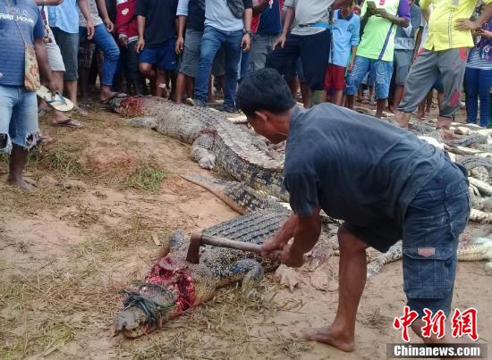 印尼男子被鳄鱼杀死村民为复仇怒杀300只鳄鱼