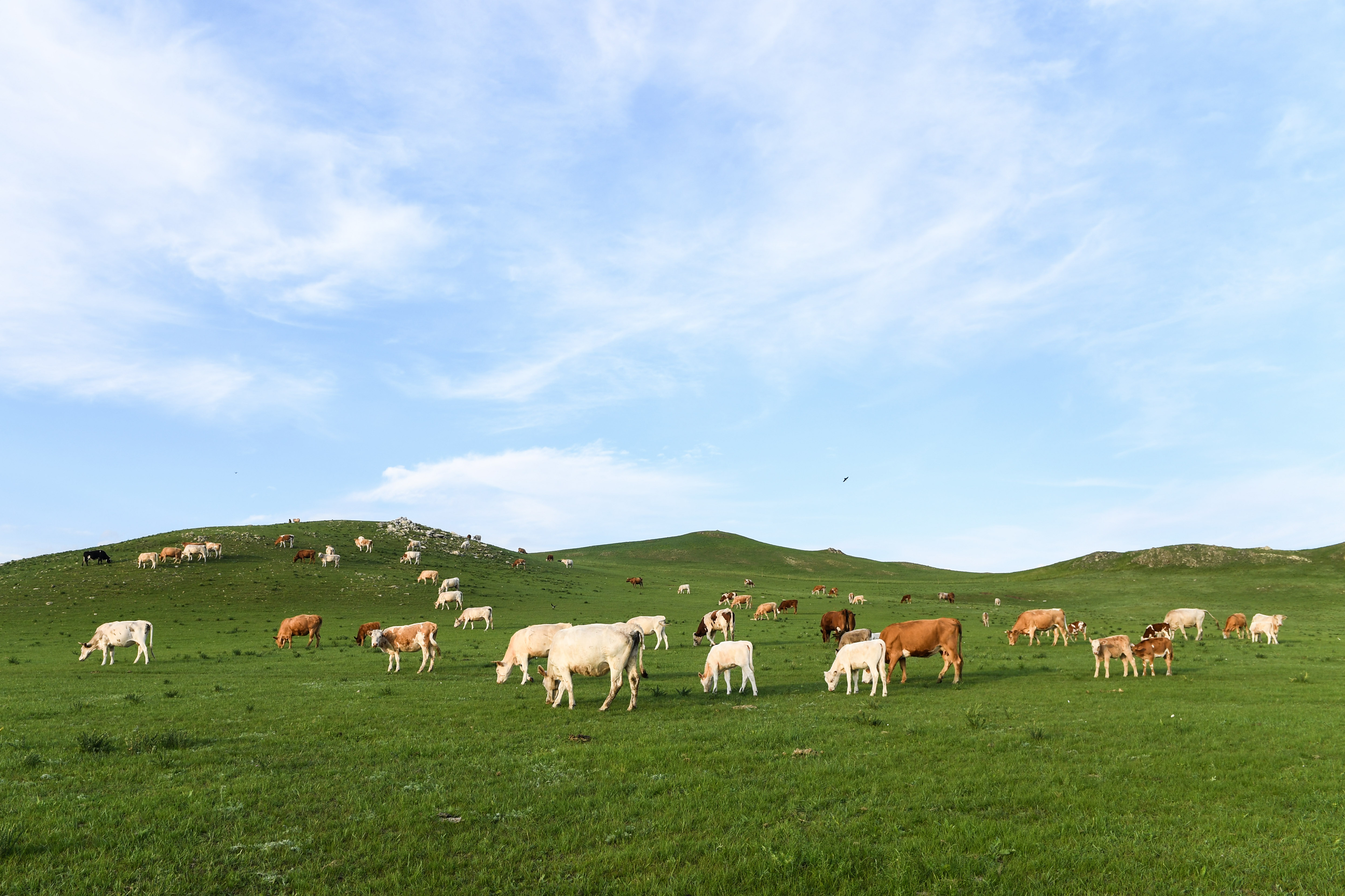 锡林郭勒草原夏日美景
