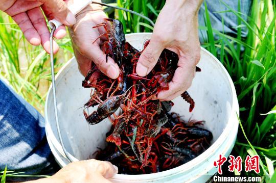 在江西省鄱阳县稻虾共作生态养殖田里拍摄的一只只鲜活的小龙虾