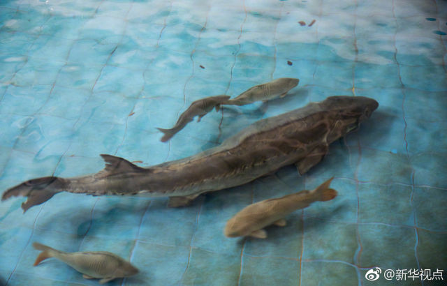 6句话了解水中大熊猫中华鲟