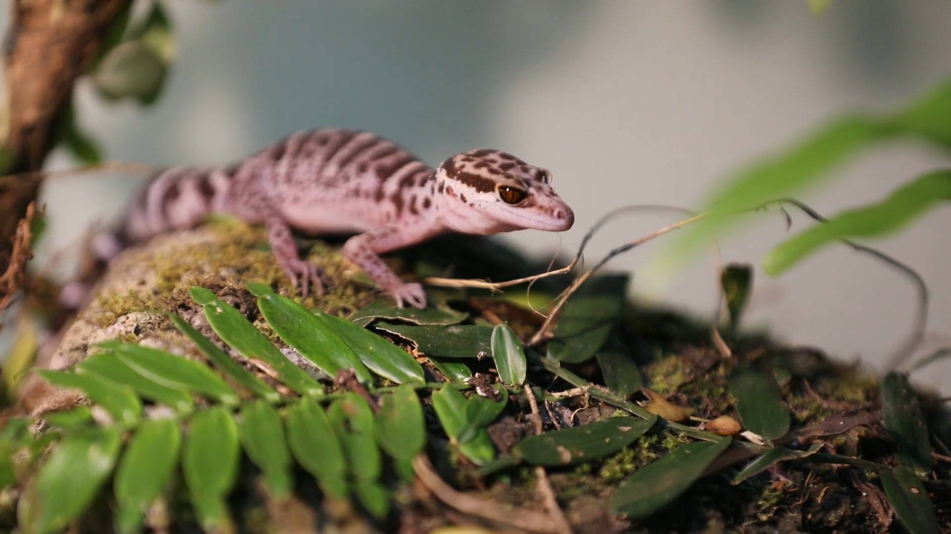海南岛新的睑虎属物种被命名周氏睑虎