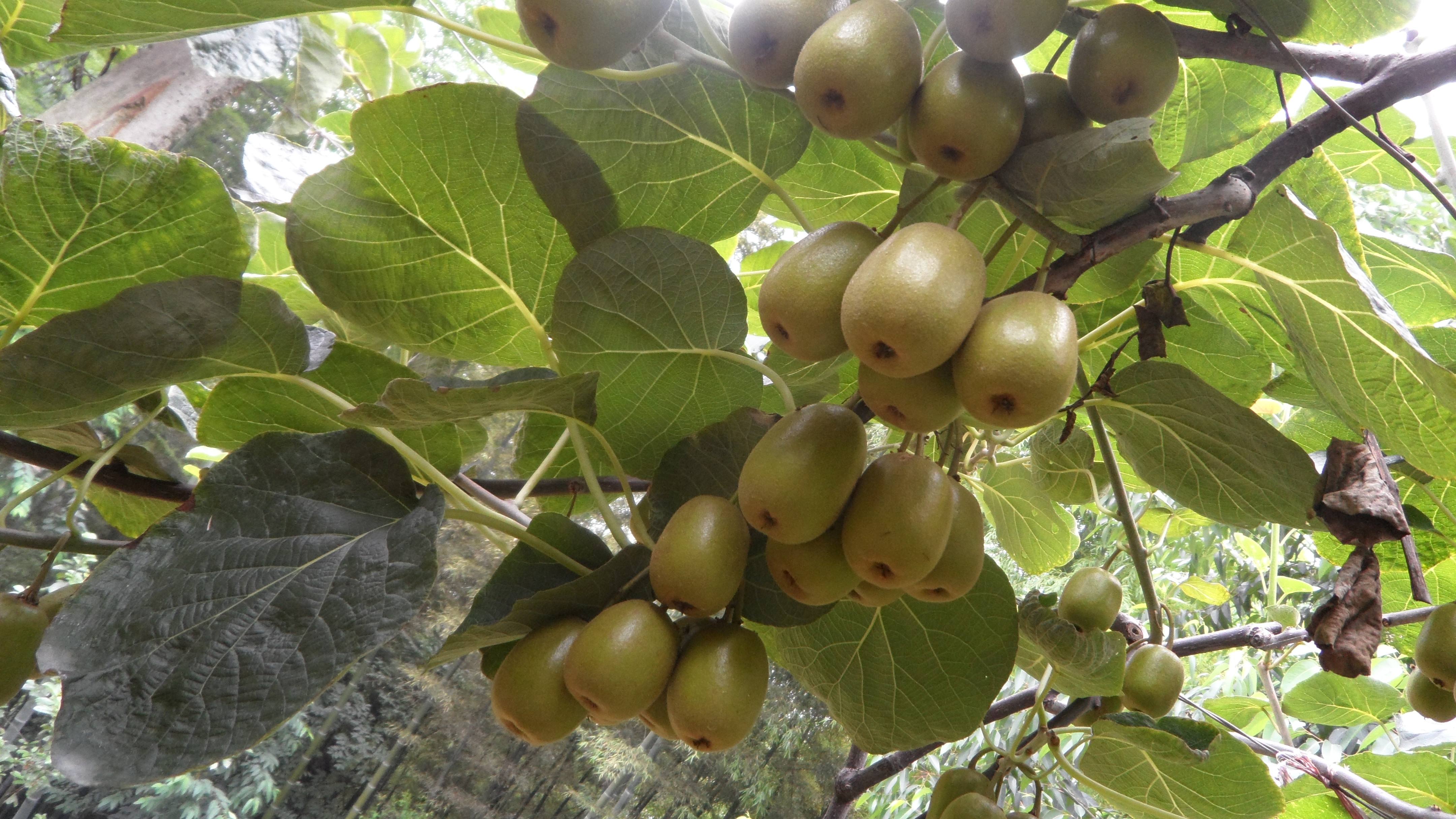 新泰市20亩猕猴桃长势喜人 采摘期可持续至10月