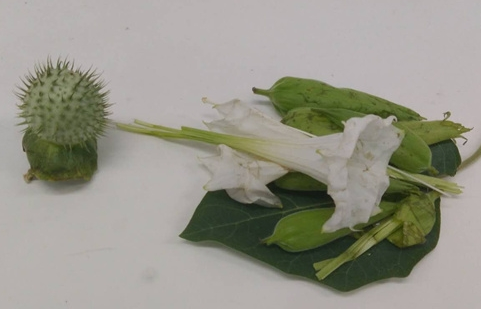 曼陀罗误当秋葵吃 62岁男子中毒送医