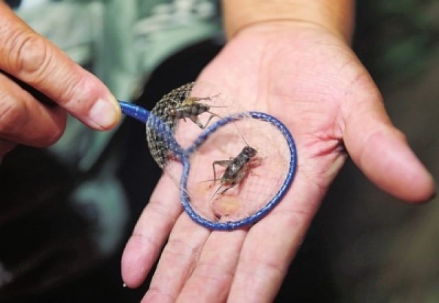 河南延津县村民捕捉蟋蟀赚钱每只少则几十元多则上万