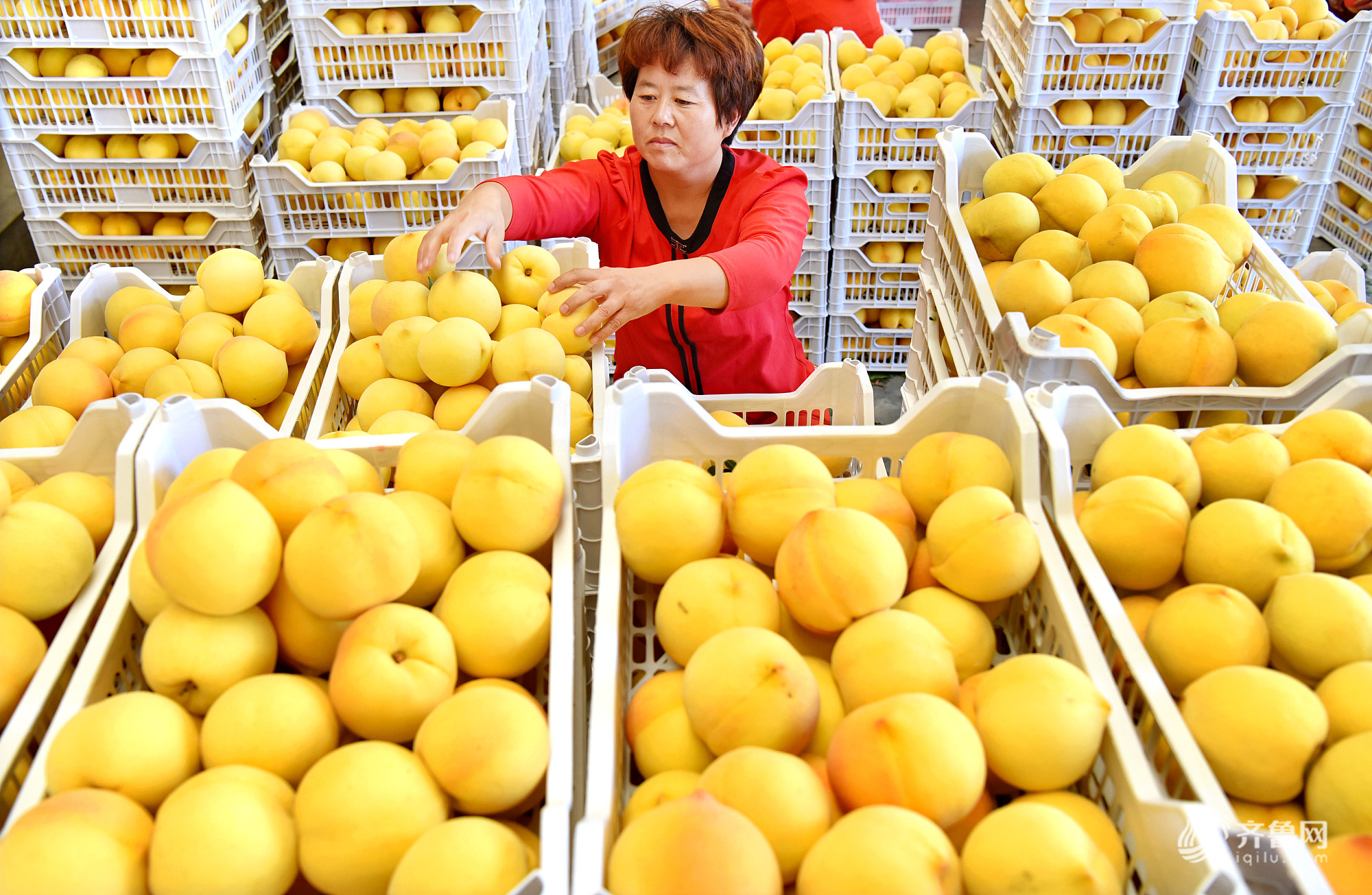 淄博"金黄金桃"迎收获季节 果农加紧采收供应市场