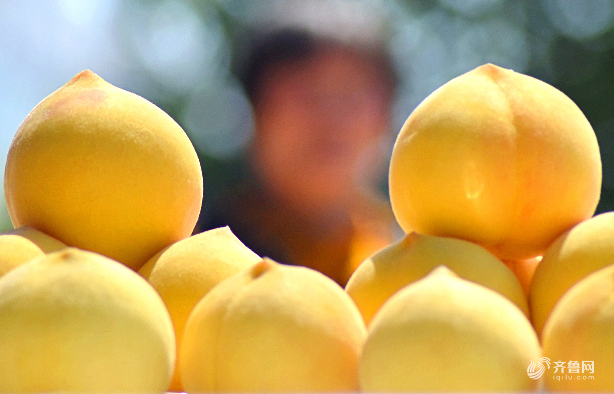 淄博"金黄金桃"迎收获季节 果农加紧采收供应市场