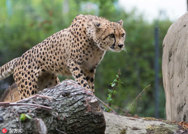 德国动物园猎豹首次亮相吐舌卖萌