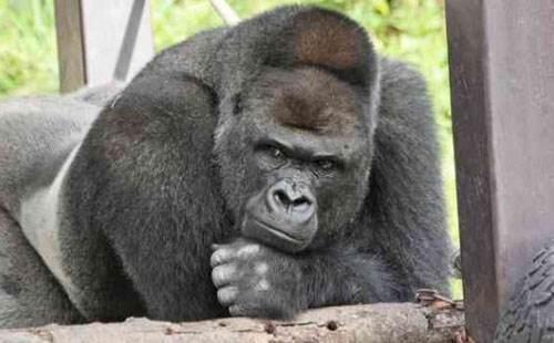 日本最帅大猩猩沙巴尼入住新居6日与游客见面