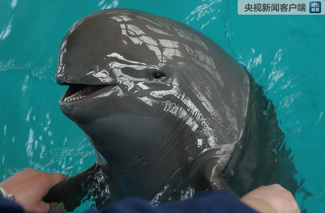 濒危物种添新丁江豚宝宝百日庆生