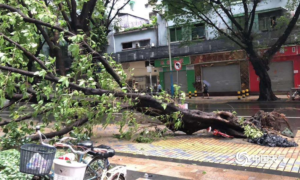 强台风山竹肆虐广东放倒树木摧毁工棚