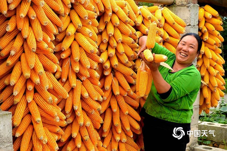 金秋时节云南富源迎丰收