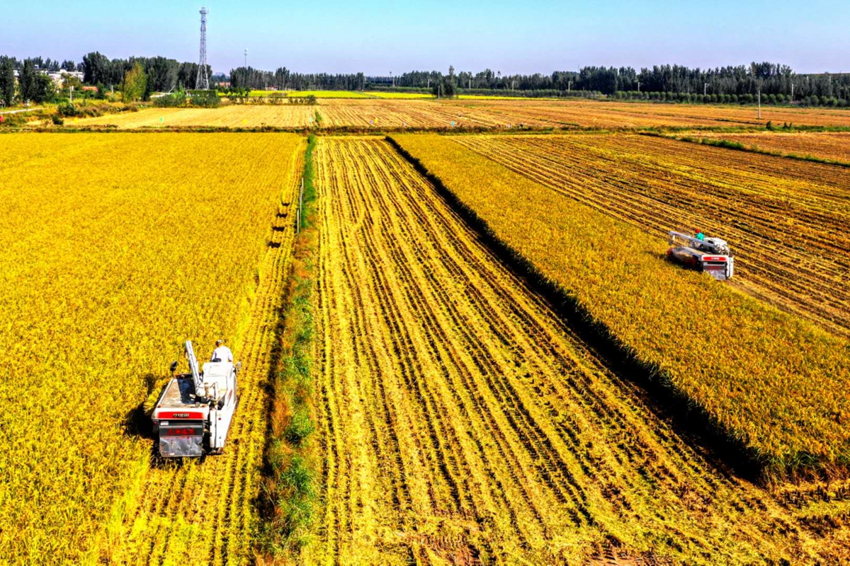 丰收节来啦济南吴家堡万亩黄河水稻喜获丰收遍地金黄