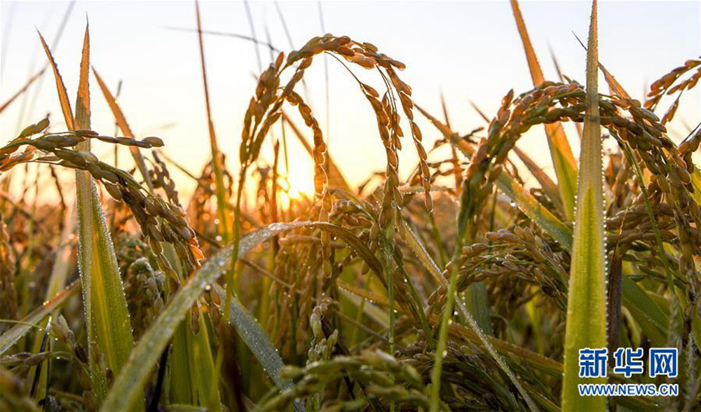 伊犁河谷金稻飘香