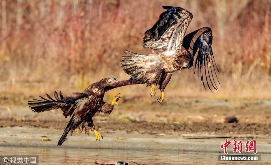 两鹰为争夺食物大打出手上演精彩空战