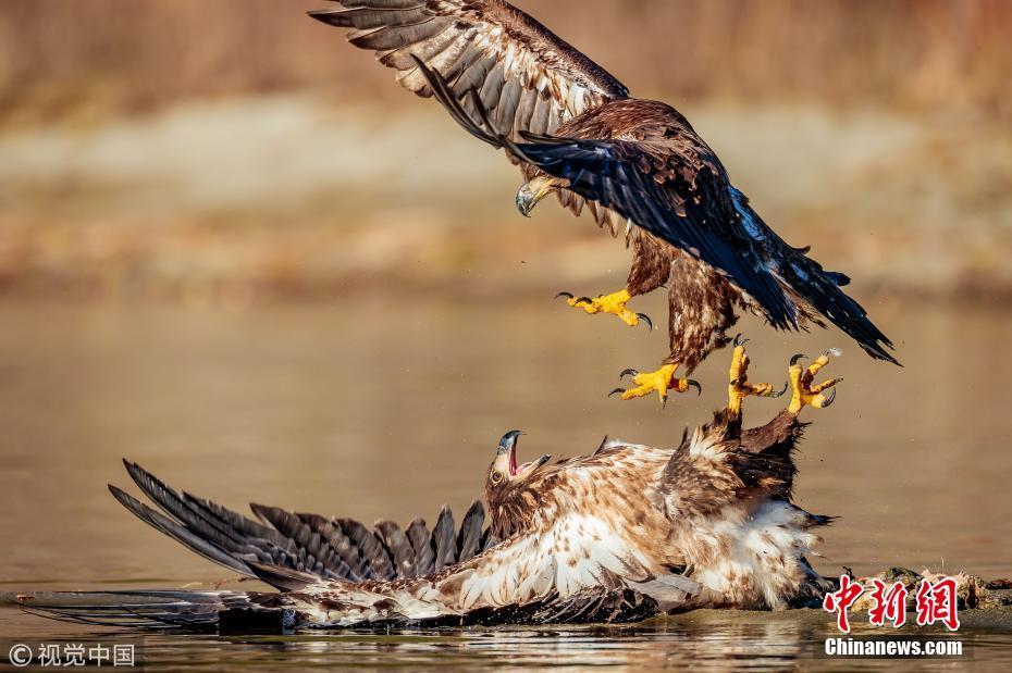 两鹰为争夺食物大打出手上演精彩空战