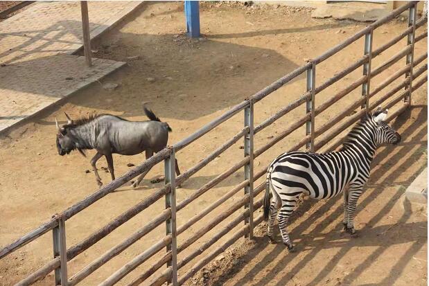 蘭陵寶山前野生動物園142種動物邀你共舞