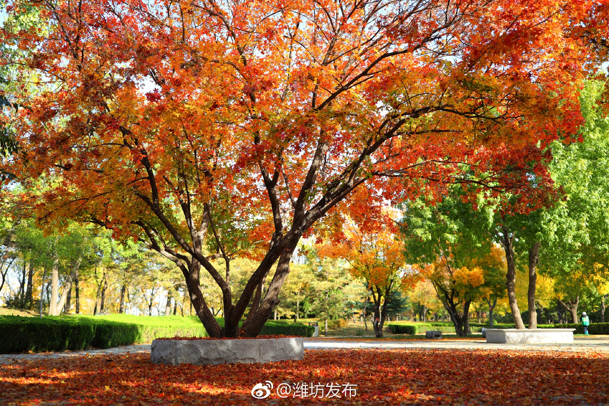 美哭了深秋浸染潍坊浞河