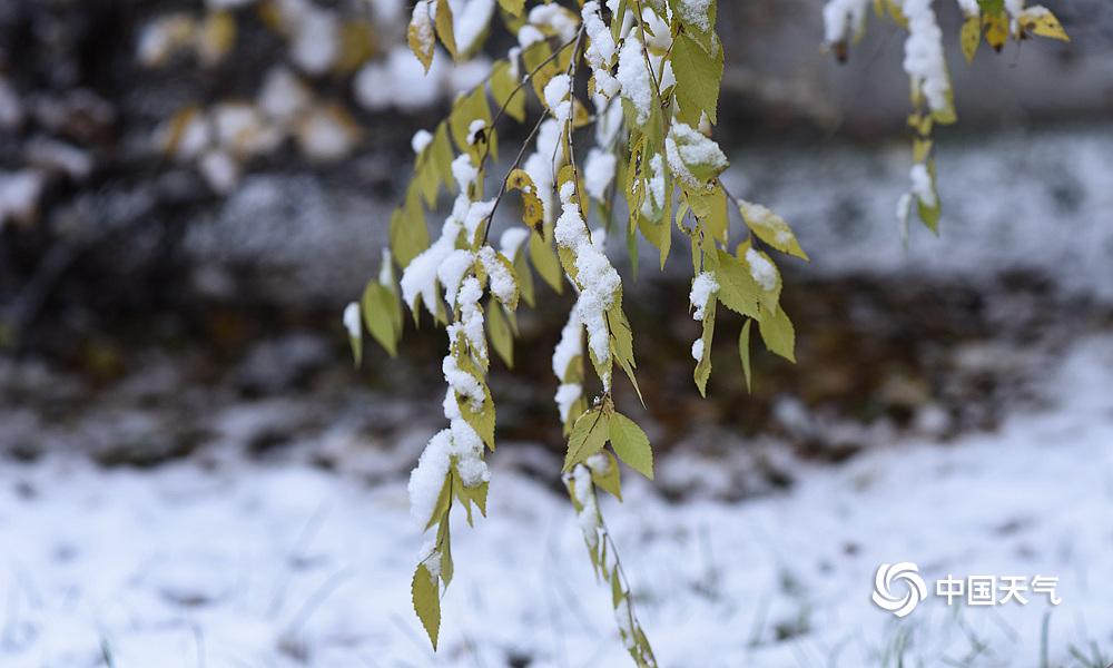 黑龍江大慶雪壓枝頭冬色漸濃