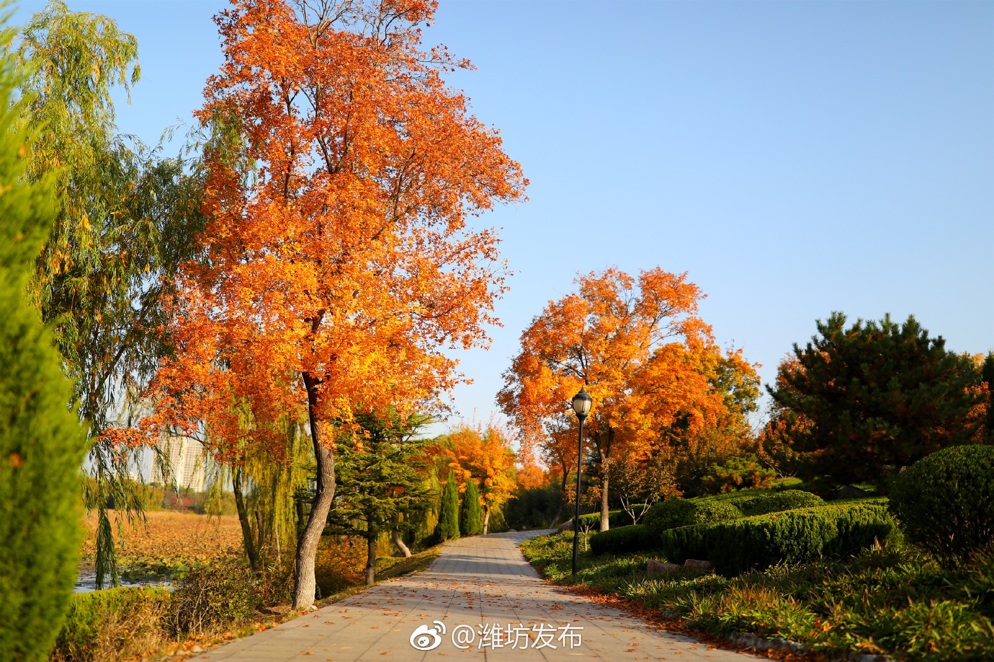 美哭了深秋浸染潍坊浞河