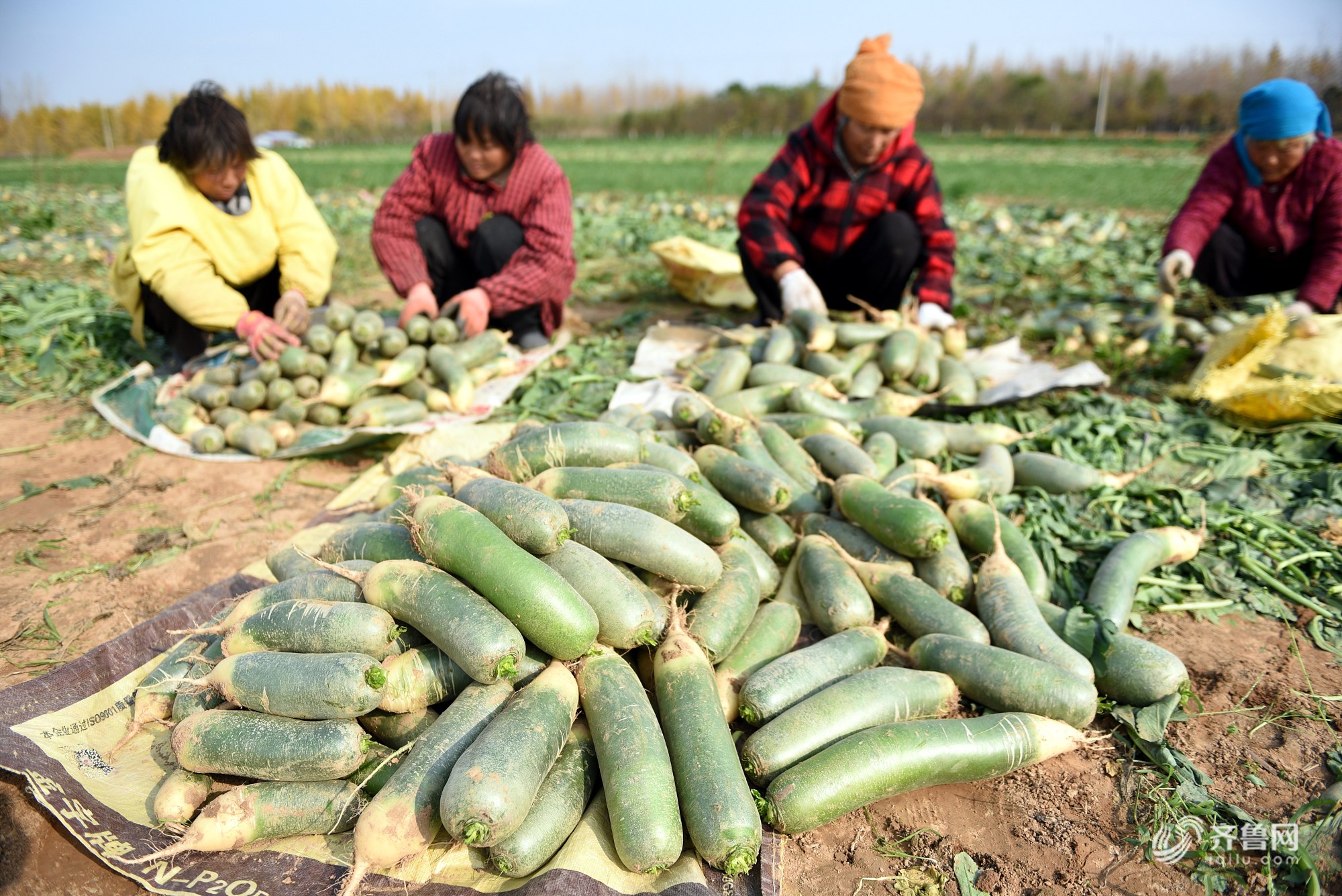 嘎嘣脆临沂3000余亩水果萝卜丰收
