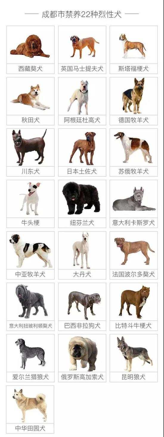 《成都市养犬管理条例》,规定了22种禁养的烈性,大型犬只种类:比特