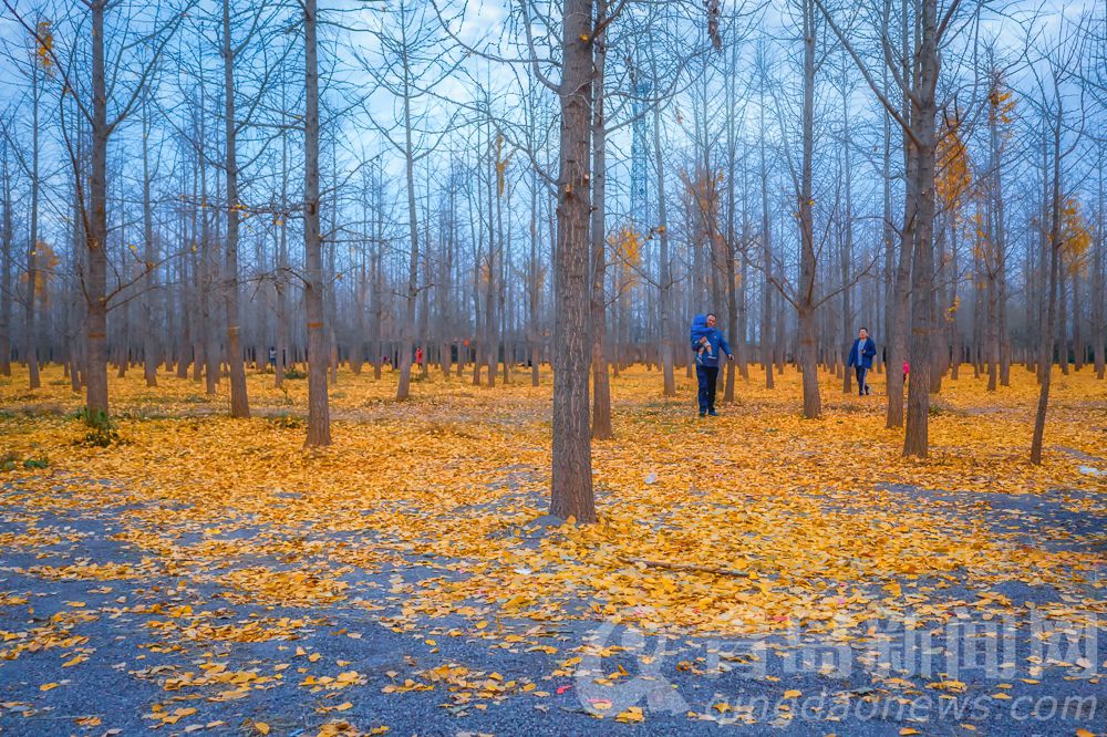 青岛郊外有片金色的树林落叶遍地美成了画