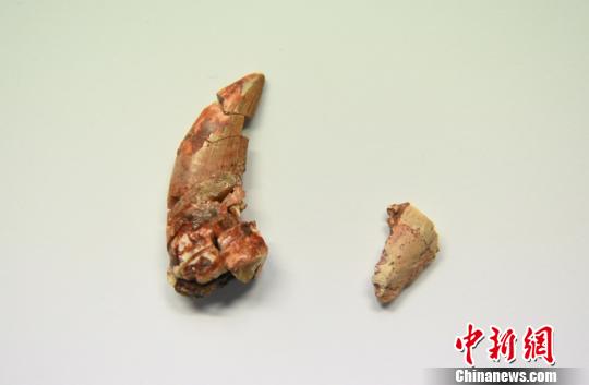 兽脚类恐龙牙齿(左)与长春龙牙齿的对比 张瑶 摄此外,科研人员在长春