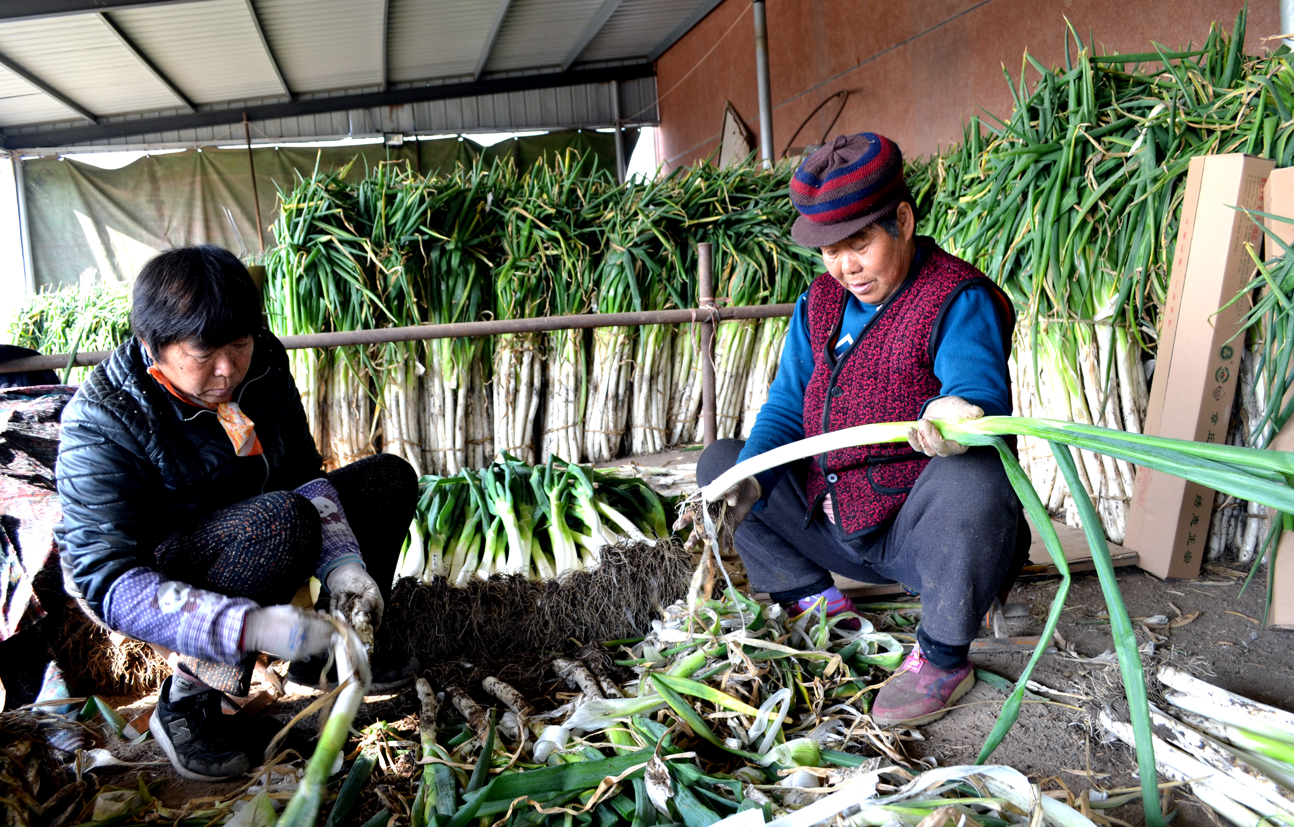 支书卖大葱一个月销售大葱超过30万斤