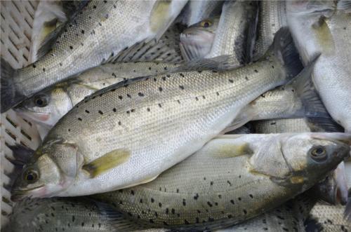 家门口就能尝鲜!东营建成北方最大花鲈人工繁育基地