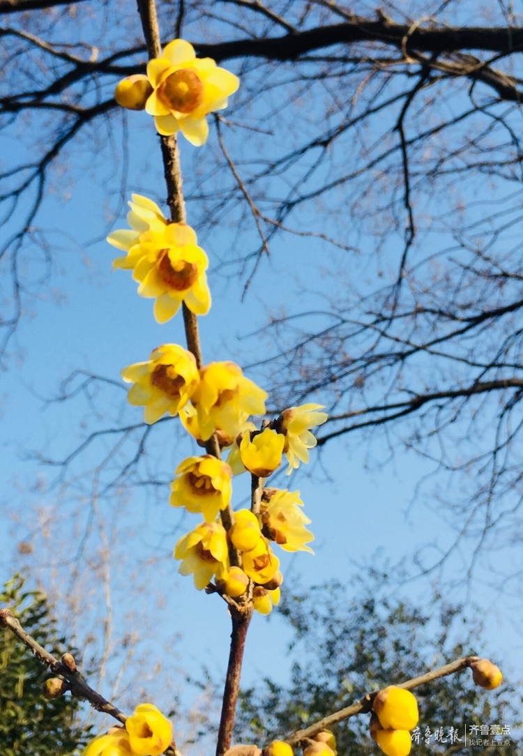 冷香冷香的济南千佛山腊梅盛开