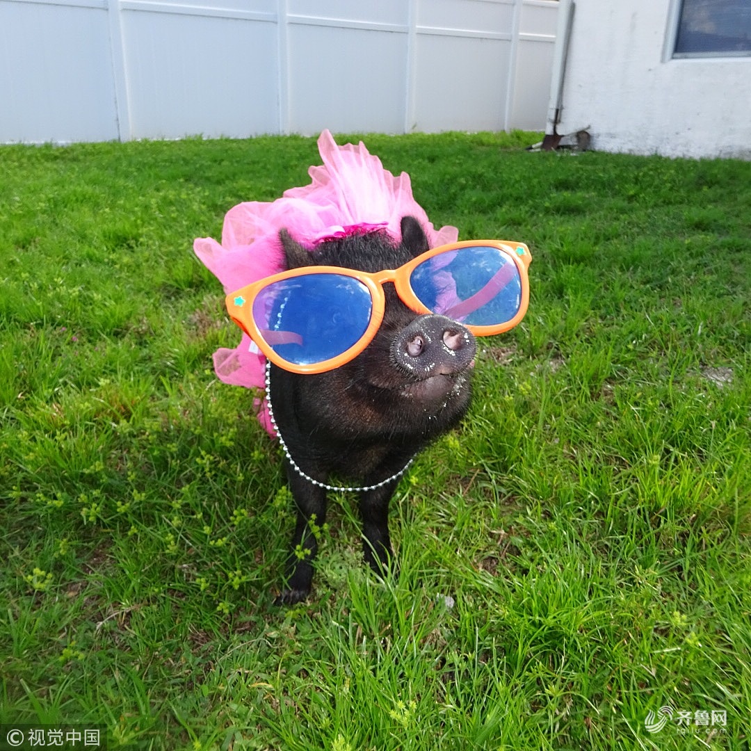 美国惠灵顿,宠物猪blue戴着一副超大的墨镜穿着芭蕾舞小短裙