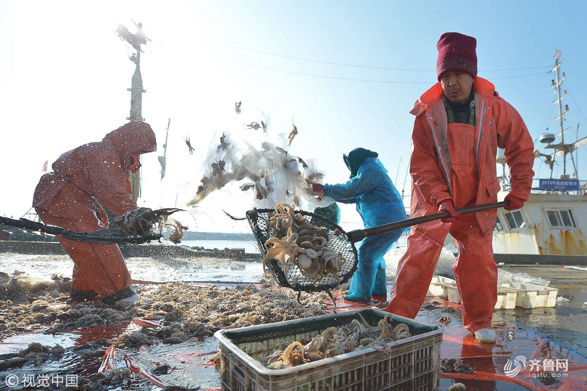八带大虾红头鱼新年青岛渔民首捕迎丰收