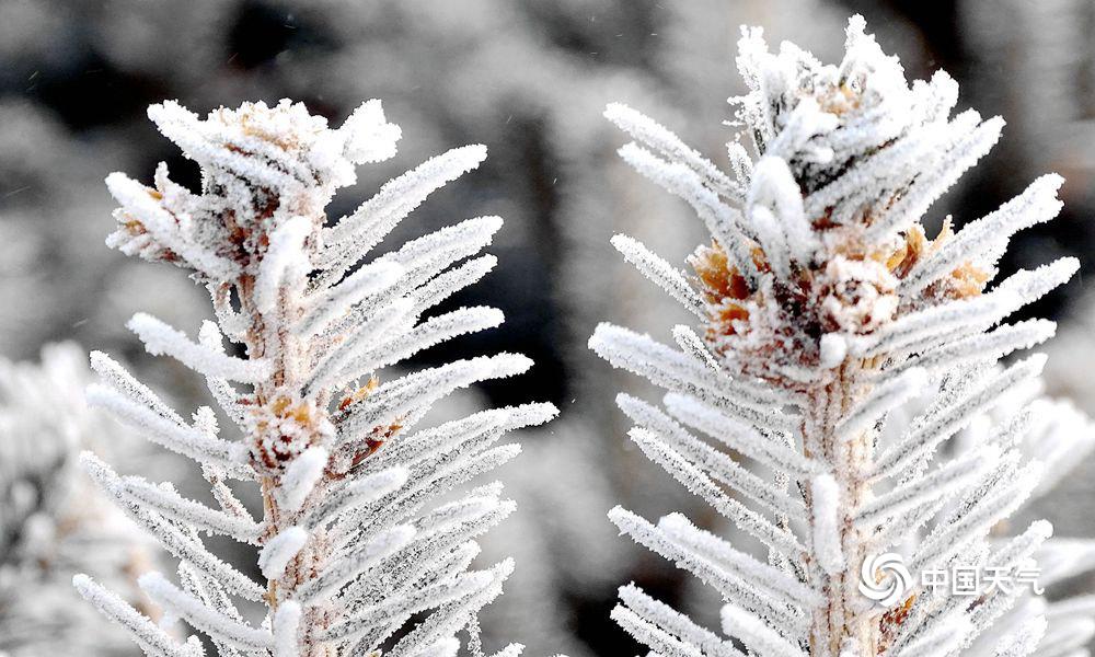 喜迎今年第二场美轮美奂雾凇自然景观,湿地里各种植物玉树琼枝美如