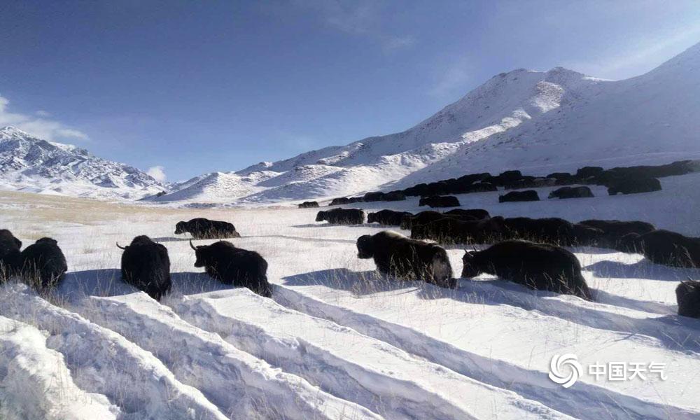 1℃之间,积雪厚度持续增加,导致德令哈,乌兰,都兰出现不同程度的雪灾.