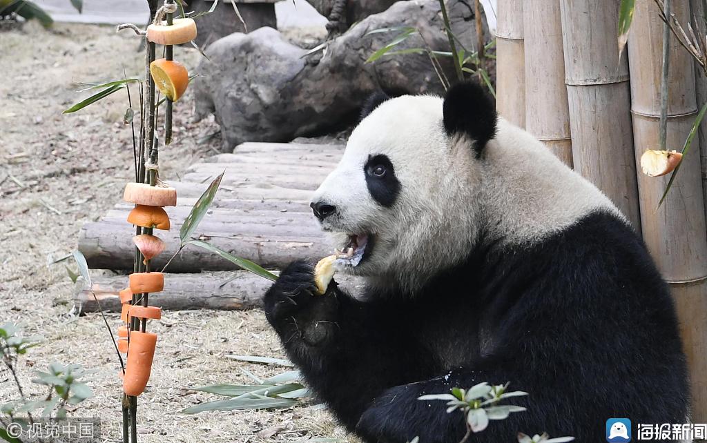 大熊猫基地办新春丰容活动 国宝享用水果"糖葫芦"